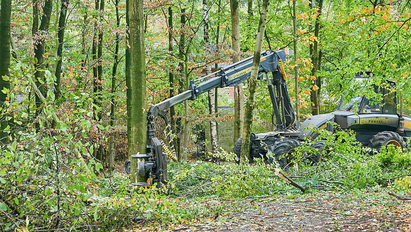 Auch anderswo – wie hier im Ruhrgebiet – werden erkrankte Eschen abgeholzt. Auch anderswo – wie hier im Ruhrgebiet – werden erkrankte Eschen abgeholzt.