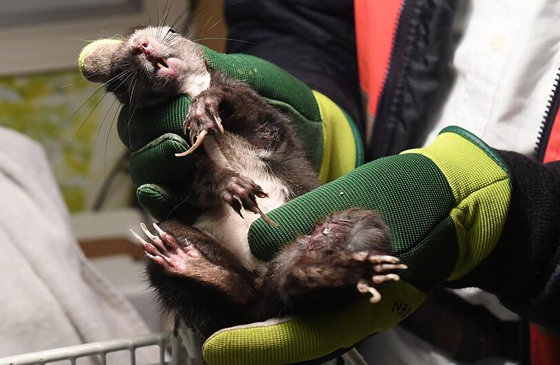 Ein Eichhörnchen wird in der Zentrale der Tierrettung München e.V. medizinisch versorgt.