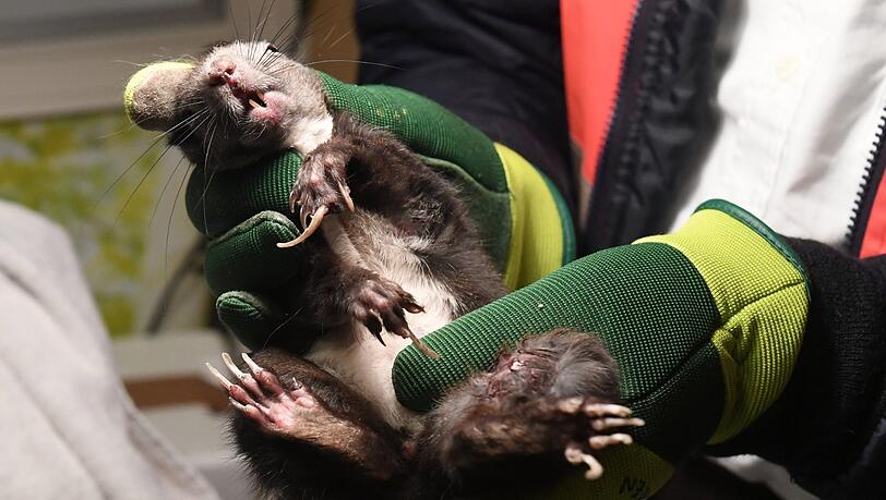 Ein Eichhörnchen wird in der Zentrale der Tierrettung München e.V. medizinisch versorgt. Ein Eichhörnchen wird in der Zentrale der Tierrettung München e.V. medizinisch versorgt.