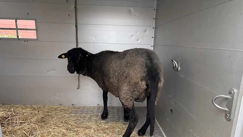 Vier Schafe &uuml;berlebten den Transport und wurden in ein Tierheim gebracht. (Symbolbild)
