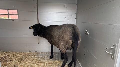 Vier Schafe &uuml;berlebten den Transport und wurden in ein Tierheim gebracht. (Symbolbild)