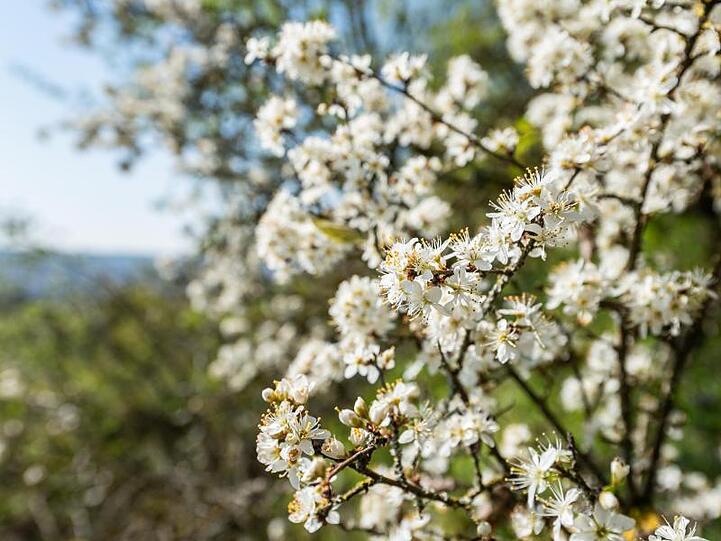 Sträucher blühen an einem Wegrand nahe der Weinberge in Rheinland-Pfalz.