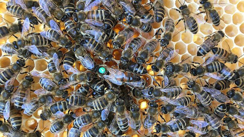 Die Bienen werden bei der Staatlichen Lotterie- und Spielbankverwaltung liebevoll als "Glücksbienen" bezeichnet. In der Hochsaison sind es bis zu 150.000 Stück. Die Bienen werden bei der Staatlichen Lotterie- und Spielbankverwaltung liebevoll als "Glücksbienen" bezeichnet. In der Hochsaison sind es bis zu 150.000 Stück.