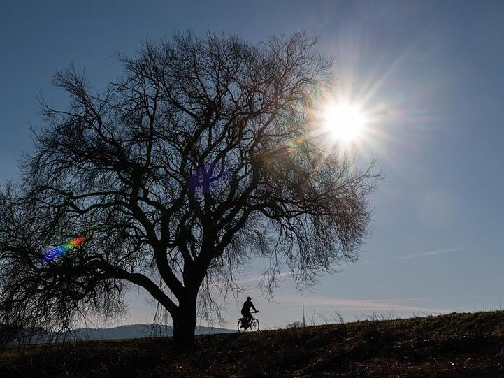 Ein Radfahrer fährt bei Sonnenschein an einem Baum vorbei. Foto: Robert Michael/dpa-Zentralbild/ZB/Symbolbild