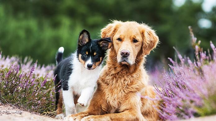 Einen gut sozialisierten erwachsenen Hund zum Freund zu haben, ist für Welpen ein Segen.