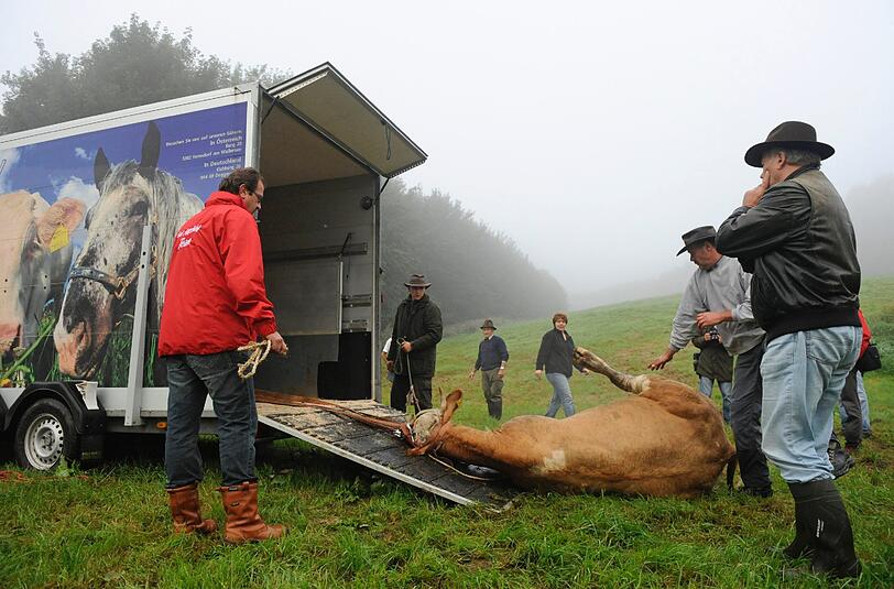 Die Helfer wollen sie sofort in den Anhänger laden, bevor sie wieder munter wird. Doch etwas geht schief...