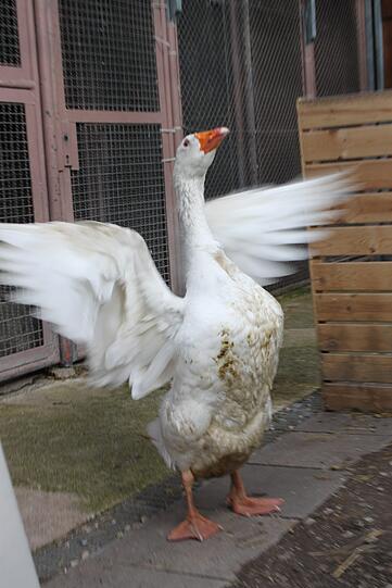 Seit Mittwochnachmittag lebt der Gänserich im Tierheim in Riem.
