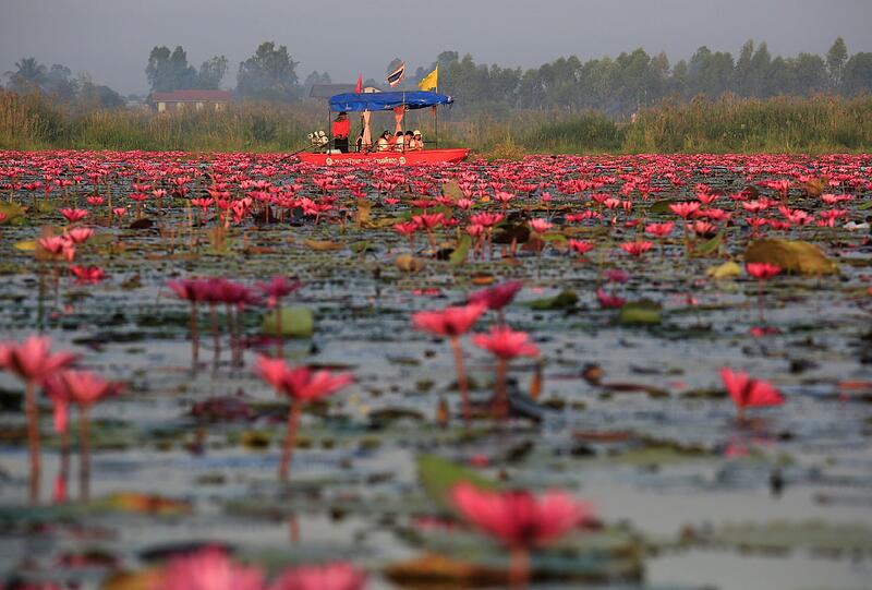 Dieser See in Thailand wird "See der roten Rosen" genannt. Das Bild zeigt, warum.