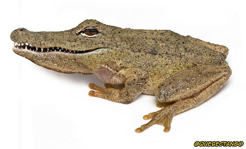 Die absolut verrückten Tierbilder von QuebecTango - Hier: ein Frolligator - Mehr Bilder: www.q-target.co.uk
