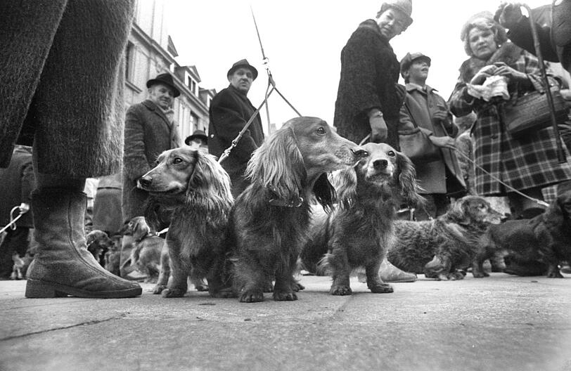 Am 10. Januar 1972 treffen sich die Münchner bei der großen Dackelparade, wenige Monate vor Olympia.