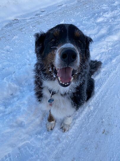 Balou