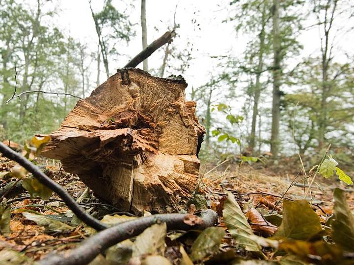Morscher Stamm einer Buche: Die extreme Dürre vom Vorjahr und anhaltende Trockenheit lassen viele Buchen sterben.