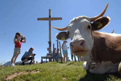 Gipfelglück: Kühe und Wanderer genießen auf dem Stümfpling die schöne Aussicht.