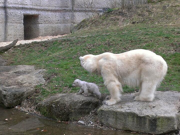 Sehen Sie hier weitere Bilder der süßen Eisbärenzwillinge aus dem Tierpark Hellabrunn.