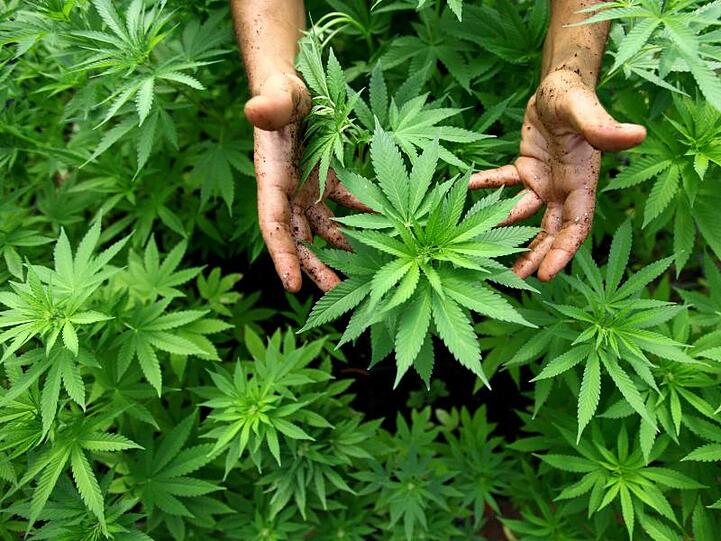 Daten der Bundeszentrale für gesundheitliche Aufklärung zufolge ist der Cannabiskonsum bei jungen Menschen in den vergangenen Jahren deutlich gestiegen.