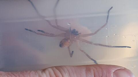 Diese Riesenkrabbenspinne fand der Mitarbeiter eines Allacher Supermarktes in einem Karton aus Übersee.