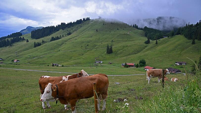Eigentlich haben Jungrinder auf der Stra&szlig;e nichts verloren. (Symbolbild)