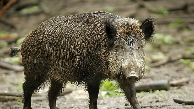 Ein Wildschwein griff in Franken eine Spaziergängerin an. Ein Wildschwein griff in Franken eine Spaziergängerin an.