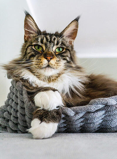Loki