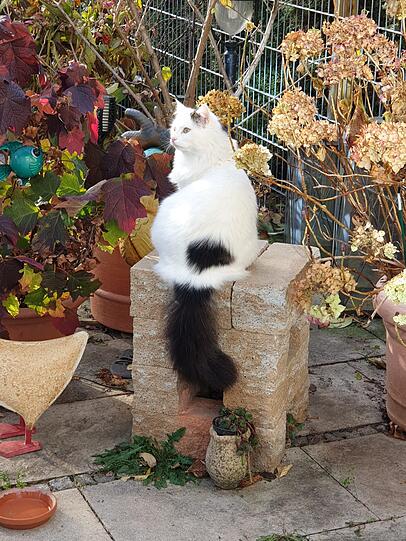 Figaro