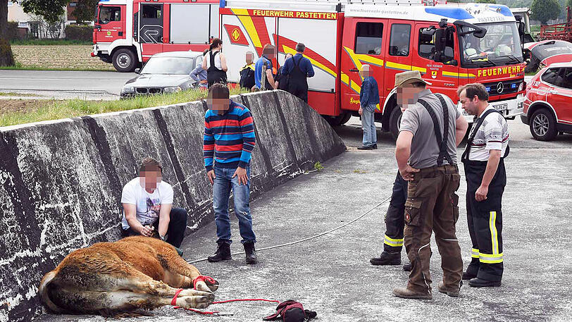 Wildwest an der A94: 17 entflohene Rindviecher hielten die "Cowboys" von Polizei und Feuerwehr stundenlang auf Trab. Die Bilder von der Stierhatz.