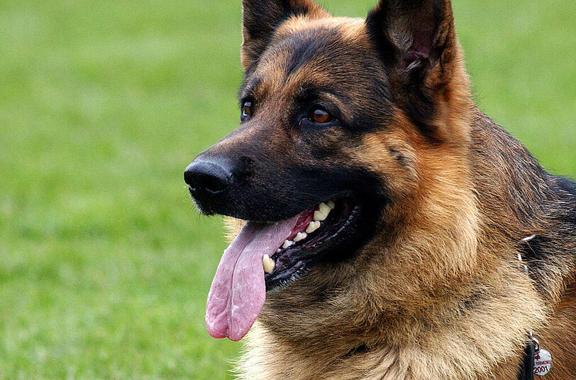 Ein Schäferhund hat einen Bub (2) ins GEsicht gebissen!