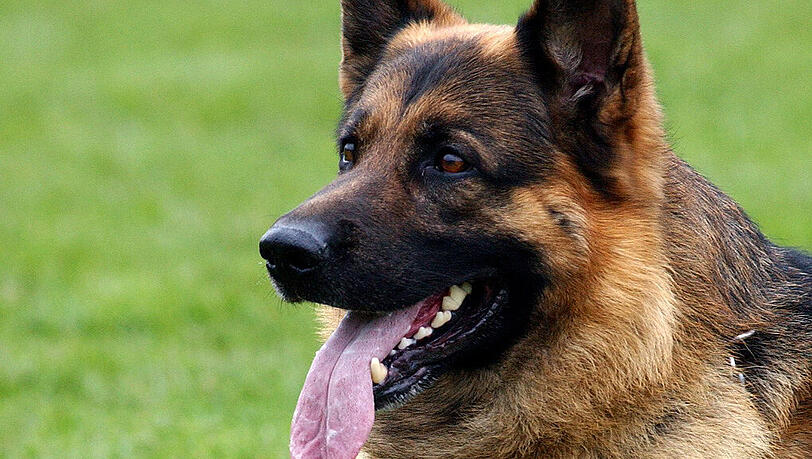 Ein Schäferhund hat einen Bub (2) ins GEsicht gebissen! Ein Schäferhund hat einen Bub (2) ins GEsicht gebissen!