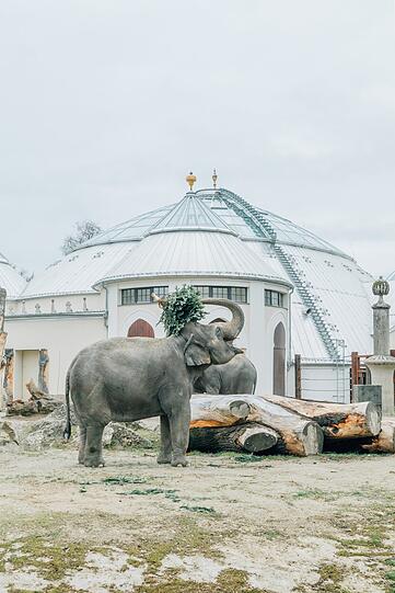 Für die Tiere im Tierpark Hellabrunn gibt es schon eine Woche vor Weihnachten eine leckere Bescherung.