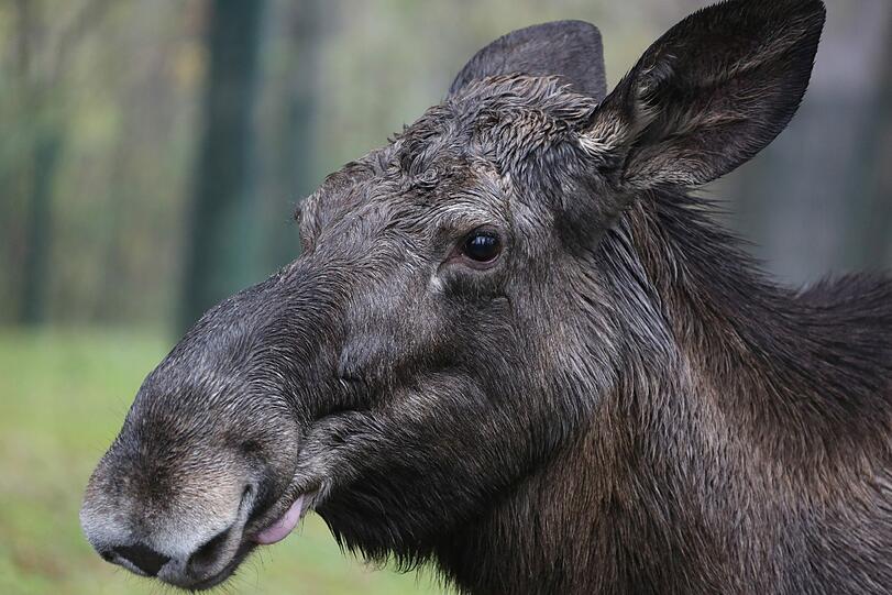 Anscheinend hat die Elch-Mischung geschmeckt...