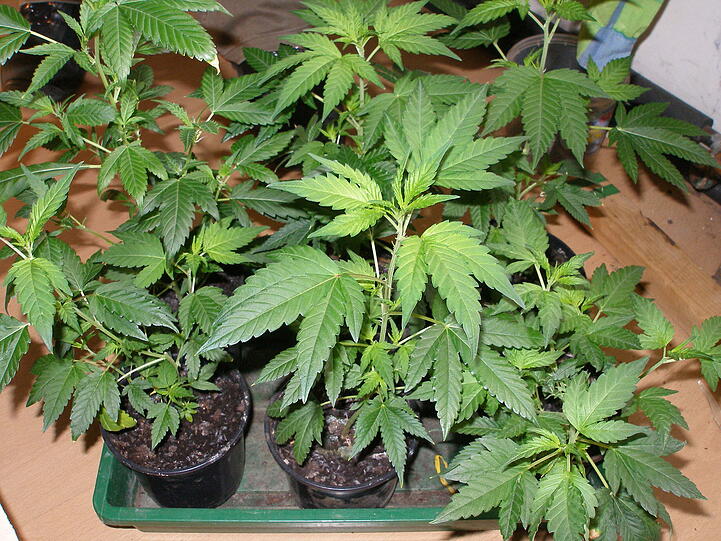 Jeder Vierte in Bayern zwischen 12 und 24 Jahren habe mindestens einmal im Leben Cannabis konsumiert, ähnlich wie in den Vorjahren.