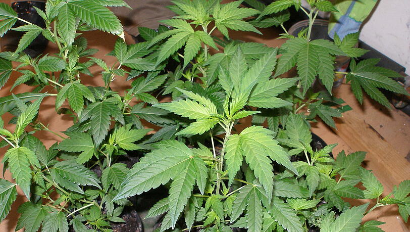 Jeder Vierte in Bayern zwischen 12 und 24 Jahren habe mindestens einmal im Leben Cannabis konsumiert, ähnlich wie in den Vorjahren. Jeder Vierte in Bayern zwischen 12 und 24 Jahren habe mindestens einmal im Leben Cannabis konsumiert, ähnlich wie in den Vorjahren.
