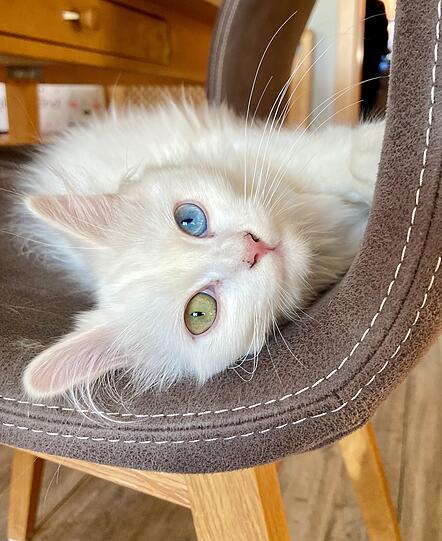 Missie