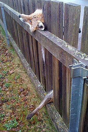 Makaberer Fund in Eching am Ammersee im Jahr 2010: Beim nächtlichen Versuch, einen Hühnerstall zu plündern, geriet ein Fuchs in einen Gartenzaun. Offenbar ist das Tier kurz und schmerzlos an einem Genickbruch gestorben.