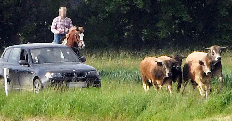 Wildwest in Oberbayern: Trotz zahlreicher Häscher behalten die Jungstiere bislang die Oberhand und entkommen immer wieder.
