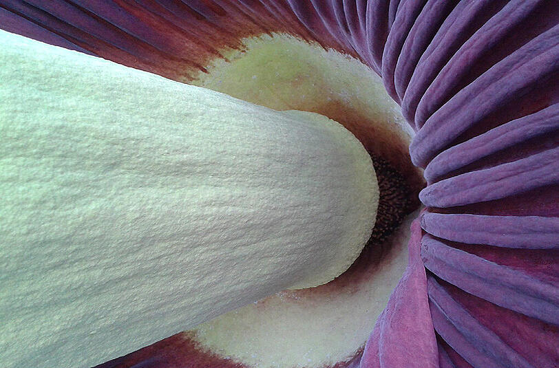 Eine Nahaufnahme der Blüte der Titanenwurz. Sie ist noch zwei Tage im Botanischen Garten zu bewundern.