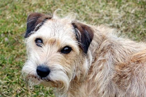 Hundeblick: Gerade wenn die Vierbeiner Hunger haben, schauen sie herzzerreißend.