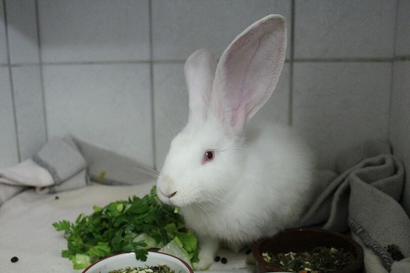Dieses Kaninchen wird mit gebrochenem Bein entdeckt.