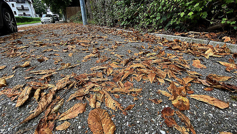 Auf dem Gehweg liegt das braune Laub. Auf dem Gehweg liegt das braune Laub.