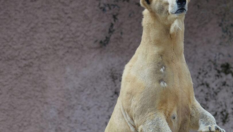 Charlotte bei ihrem ersten Auftritt im Außengehege - die putzigen Bilder. Charlotte bei ihrem ersten Auftritt im Außengehege - die putzigen Bilder.