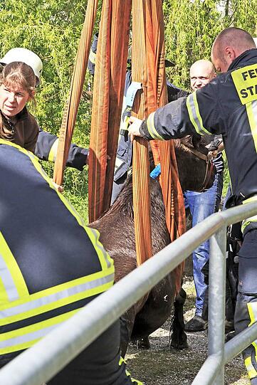 Die Shetland-Stute "Hastika" konnte von den Feuerwehrleuten gerettet werden.