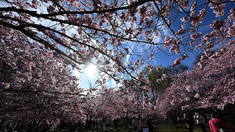 Im Münchner Olympiapark blühen bereits die Bäume. Im Münchner Olympiapark blühen bereits die Bäume.