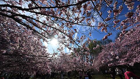 Im M&uuml;nchner Olympiapark bl&uuml;hen bereits die B&auml;ume.