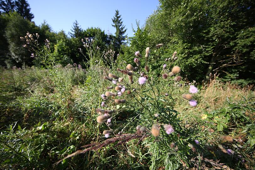 Rund 150 Einsatzkräfte durchsuchten am Freitagvormittag den Truderinger Wald bei Waldperlach.