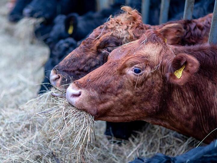 Ein deutsches Angusrind frisst Heu in einem Stall. Foto: Jens Büttner/dpa-Zentralbild/ZB/Archivbild