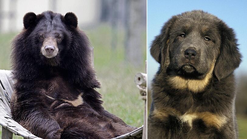 Diese Montage zeigt links einen Kragenbären und rechts eine tibetanische Dogge.