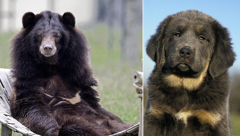 Diese Montage zeigt links einen Kragenbären und rechts eine tibetanische Dogge. Diese Montage zeigt links einen Kragenbären und rechts eine tibetanische Dogge.