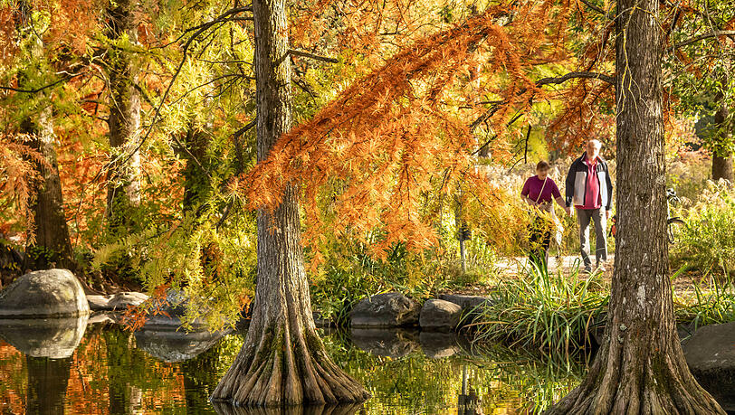 Einst wurde er für die Internationale Gartenausstellung angelegt und das wirkt bis heute: Der Westpark ist gerade im Herbst besonders sehenswert. Hier etwa strahlen Sumpfzypressen am Ufer des Mollsees in tollsten Herbstfarben. Einst wurde er für die Internationale Gartenausstellung angelegt und das wirkt bis heute: Der Westpark ist gerade im Herbst besonders sehenswert. Hier etwa strahlen Sumpfzypressen am Ufer des Mollsees in tollsten Herbstfarben.