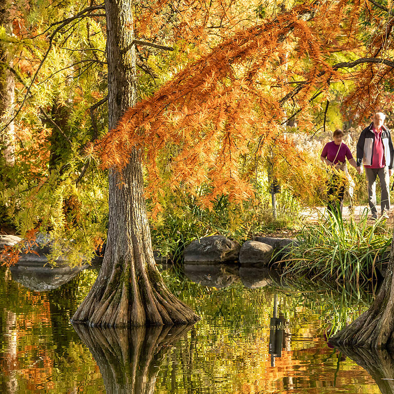 Einst wurde er f&uuml;r die Internationale Gartenausstellung angelegt und das wirkt bis heute: Der Westpark ist gerade im Herbst besonders sehenswert. Hier etwa strahlen Sumpfzypressen am Ufer des Mollsees in tollsten Herbstfarben.
