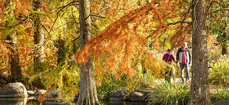 Einst wurde er f&uuml;r die Internationale Gartenausstellung angelegt und das wirkt bis heute: Der Westpark ist gerade im Herbst besonders sehenswert. Hier etwa strahlen Sumpfzypressen am Ufer des Mollsees in tollsten Herbstfarben.