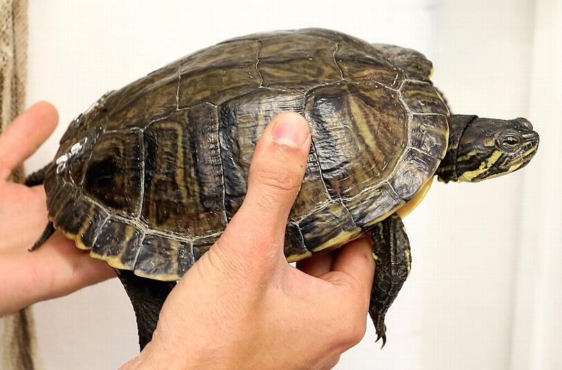 Rotwangenschmuckschildkröte in der Münchner Reptilienauffangstation an der Kaulbachstraße.